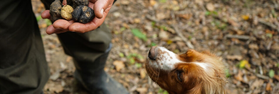 truffle tour tuscany
